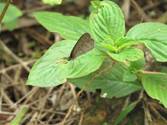 Hermeuptychia gisella