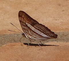 Adelpha abia