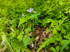 Viola × brauniae