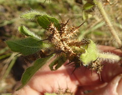 Acanthospermum hispidum image