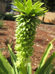 Eucomis