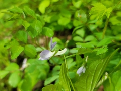 Viola × brauniae