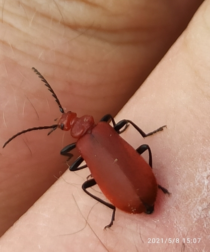 Pyrochroa serraticornis