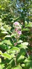 Rubus niveus
