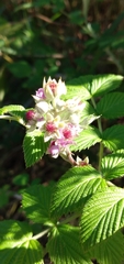 Rubus niveus