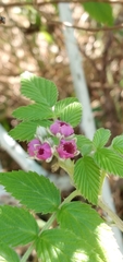 Rubus niveus