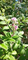 Rubus niveus