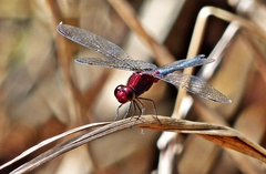 Erythrodiplax melanorubra