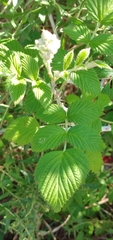 Rubus niveus