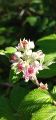 Rubus niveus