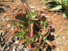 Kalanchoe sexangularis