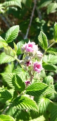 Rubus niveus