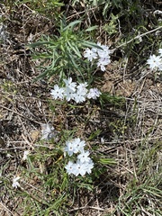 Phlox oklahomensis