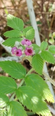 Rubus niveus