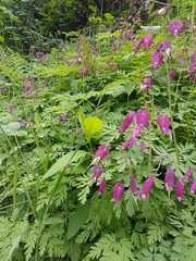 Dicentra formosa formosa