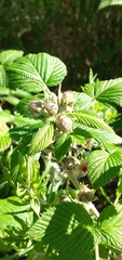 Rubus niveus