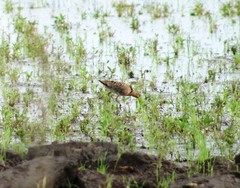 Calidris pugnax