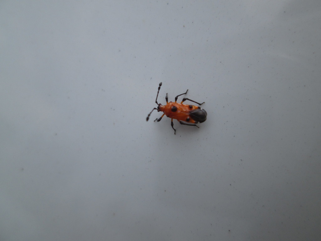 Physophoroptera