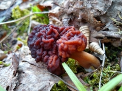 Gyromitra
