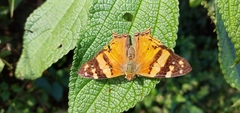 Hypanartia lethe