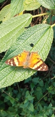 Hypanartia lethe