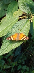 Hypanartia lethe