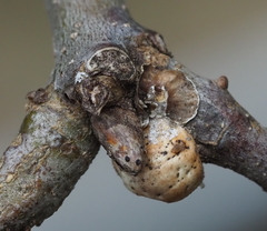 Kermesidae