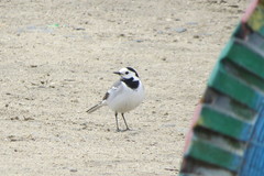 Motacilla alba