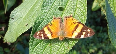Hypanartia lethe