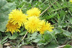 Taraxacum officinale