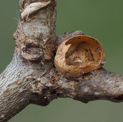 Kermesidae