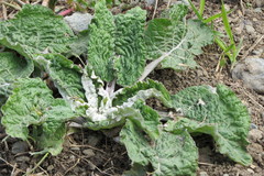 Arctium tomentosum
