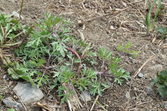 Artemisia vulgaris