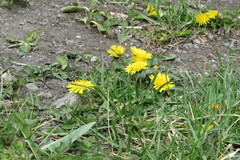 Taraxacum officinale