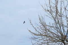 Milvus migrans