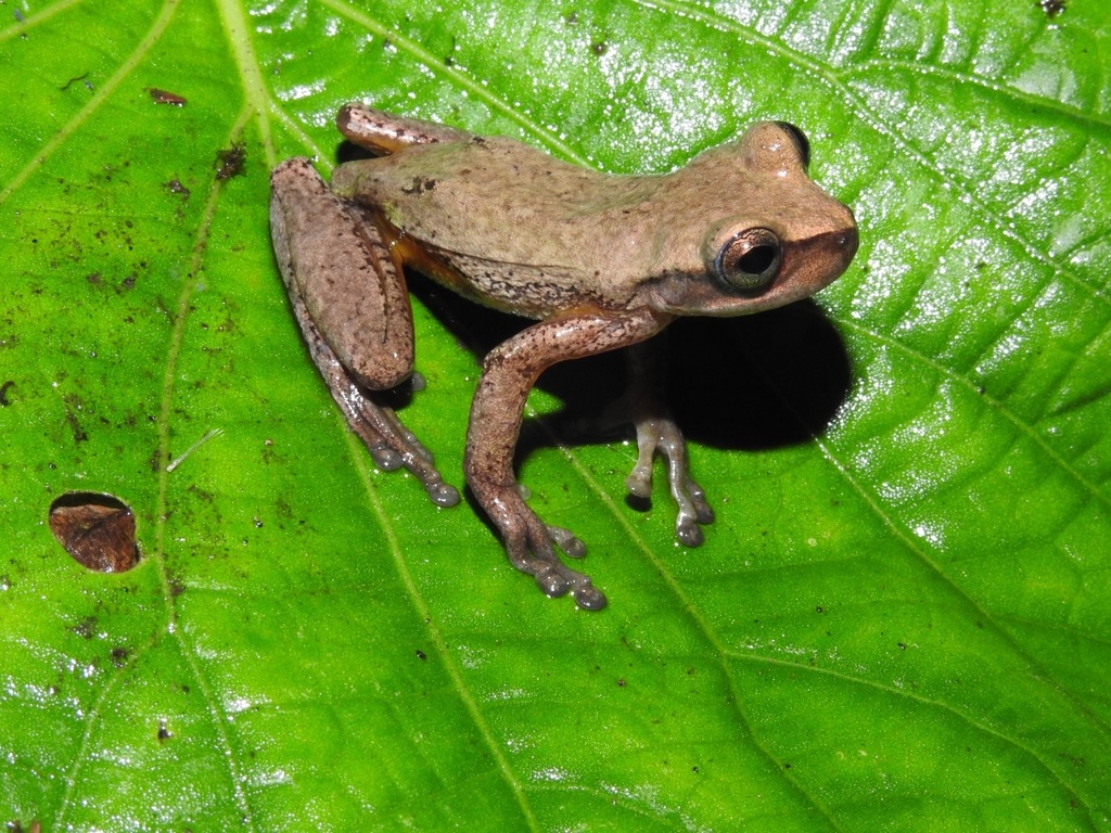 Oaxaca Treefrog