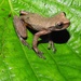 Oaxaca Tree Frog - Photo (c) Chris Grünwald Herp.mx, some rights reserved (CC BY-NC), uploaded by Chris Grünwald Herp.mx