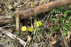 Tussilago farfara