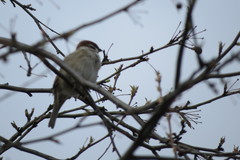 Passer montanus
