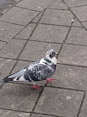 Columba livia domestica