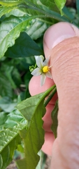 Solanum americanum
