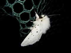 Spilosoma punctaria