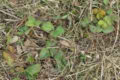 Fragaria vesca