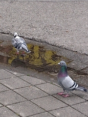 Columba livia domestica