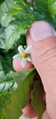 Solanum americanum