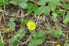 Tussilago farfara