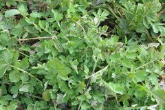 Chelidonium majus