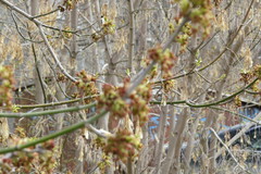 Acer negundo