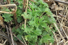Leonurus quinquelobatus