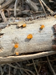 Dacrymyces chrysocomus